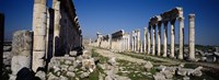 Old ruins on a landscape, Cardo Maximus, Apamea, Syria Fine Art Print