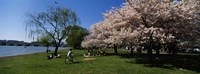 Group of people in a garden, Cherry Blossom, Washington DC, USA Fine Art Print