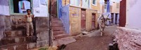 Boy and a bull in front of building, Jodhpur, Rajasthan, India Fine Art Print
