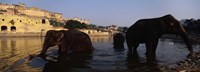 Three elephants in the river, Amber Fort, Jaipur, Rajasthan, India Fine Art Print