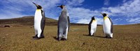 Four King penguins standing on a landscape, Falkland Islands (Aptenodytes patagonicus) Fine Art Print