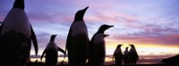 Silhouette of a group of Gentoo penguins, Falkland Islands (Pygoscelis papua) Fine Art Print