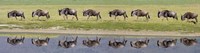 Herd of wildebeests walking in a row along a river, Ngorongoro Crater, Ngorongoro Conservation Area, Tanzania Fine Art Print