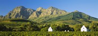 Vineyard in front of mountains, Babylons Torren Wine Estates, Paarl, Western Cape, Cape Town, South Africa Fine Art Print
