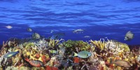 Fish swimming near a Coral Reef Fine Art Print