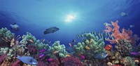 School of fish swimming near a reef, Indo-Pacific Ocean Fine Art Print