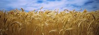 Wheat crop growing in a field, Palouse Country, Washington State Fine Art Print