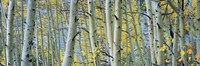 Aspen trees in Spring, Rock Creek Lake, California Fine Art Print