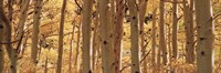 Aspen trees in Autumn, Rock Creek Lake, California Fine Art Print