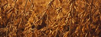 Close-up of ripe soybeans, Minnesota, USA Fine Art Print