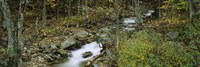 Stream through the Forest, New Hampshire Fine Art Print