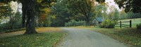 Trees at a Roadside, Vermont Fine Art Print