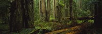 Hoh Rainforest Trees, Olympic National Park Fine Art Print