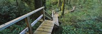 Wooden Path in Pacific Rim National Park Fine Art Print