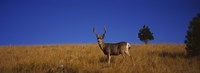 Mule Deer in Field Fine Art Print
