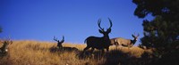 Mule Deer Fine Art Print