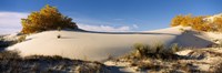 Desert plants in White Sands National Monument, New Mexico Fine Art Print