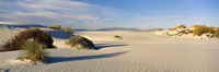 Desert plants in a desert, White Sands National Monument, New Mexico, USA Fine Art Print