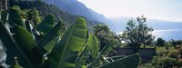 Banana trees in a garden at the seaside, Ponta Delgada, Madeira, Portugal Fine Art Print