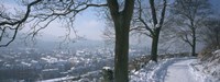 Trees along a snow covered road, Freiburg Im Breisgau, Breisgau, Baden-Wurttemberg, Germany Fine Art Print