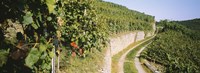 Gravel road passing through vineyards, Vaihingen An Der Enz, Baden-Wurttemberg, Germany Fine Art Print