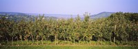 Apple trees in an orchard, Weinsberg, Heilbronn, Stuttgart, Baden-Wurttemberg, Germany Fine Art Print