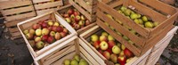 High angle view of harvested apples in wooden crates, Weinsberg, Baden-Wurttemberg, Germany by Panoramic Images - 36" x 12"