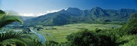 High angle view of taro fields, Hanalei Valley, Kauai, Hawaii, USA Fine Art Print