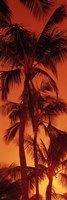 Low angle view of palm trees at dusk, Hawaii Fine Art Print