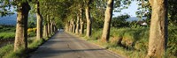 Trees along a road, Vaucluse, Provence, France Fine Art Print