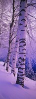 Birch trees at the frozen riverside, Vuoksi River, Imatra, Finland Fine Art Print