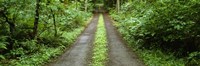 Lush foliage lining a wet driveway, Bainbridge Island, Washington, USA Fine Art Print