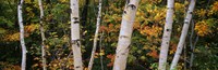 Birch trees in a forest, New Hampshire, USA Fine Art Print
