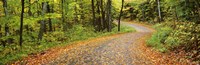 Road passing through a forest, Country Road, Peacham, Caledonia County, Vermont, USA Fine Art Print