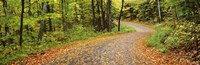 Road passing through a forest, Country Road, Peacham, Caledonia County, Vermont, USA by Panoramic Images - 36" x 12"