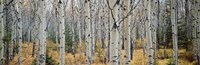 Aspen trees in a forest, Alberta, Canada by Panoramic Images - 36" x 12"