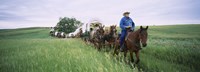 Historical reenactment of covered wagons in a field, North Dakota, USA by Panoramic Images - 36" x 12"