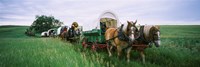 Historical reenactment, Covered wagons in a field, North Dakota, USA by Panoramic Images - 36" x 12"