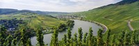Vineyards along a river, Moselle River, Mosel-Saar-Ruwer, Germany by Panoramic Images - 36" x 12"