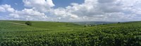 Clouds over vineyards, Mainz, Rhineland-Palatinate, Germany by Panoramic Images - 36" x 12"