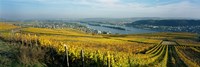 Vineyards near a town, Rudesheim, Rheingau, Germany Fine Art Print