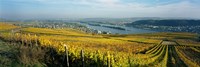 Vineyards near a town, Rudesheim, Rheingau, Germany by Panoramic Images - 36" x 12"