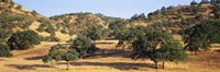Oak trees on hill, Stanislaus County, California, USA Fine Art Print