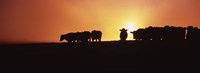Silhouette of cows at sunset, Point Reyes National Seashore, California, USA Fine Art Print