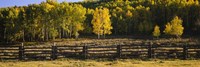 Wooden fence and Aspen trees in a field, Telluride, San Miguel County, Colorado, USA Fine Art Print