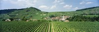Vineyards near a village, Oberbergen, Der Vogelsangpass, Bereich Kaiserstuhl, Baden-Wurttemberg, Germany Fine Art Print