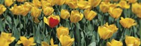 Yellow tulips in a field Fine Art Print