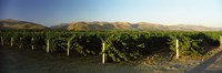 Vineyard on a landscape, Santa Ynez Valley, Santa Barbara County, California, USA Fine Art Print