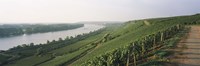Vineyards along a river, Niersteiner Hang, Rhine River, Nackenheim, Mainz-Bingen, Rheinhessen, Rhineland-Palatinate, Germany Fine Art Print