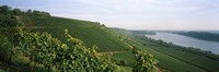 Vineyards along a river, Niersteiner Hang, Rhine River, Nackenheim, Mainz-Bingen, Rhineland-Palatinate, Rheinhessen, Germany Fine Art Print